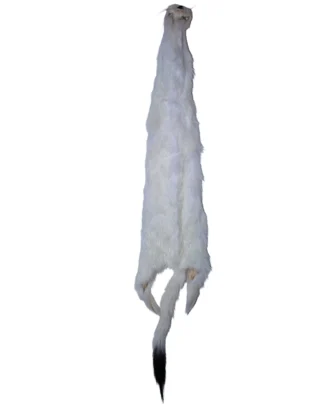 #1 Ermine