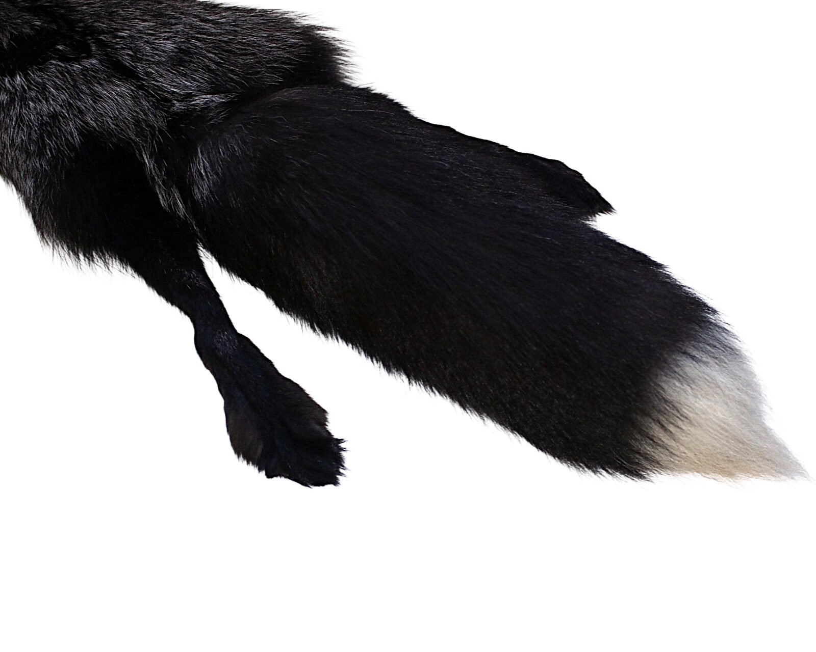 Silver Fox - Full Cased Tanned Hide - Image 4