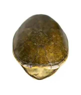 Mud turtle Shells