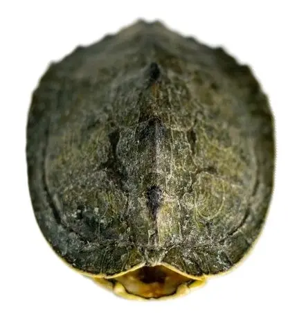 Map Turtle Shell