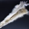 Wolf leg with paw and claws