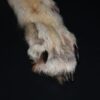 Wolf leg with paw and claws - Image 2