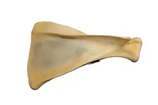 Deer Shoulder Bone