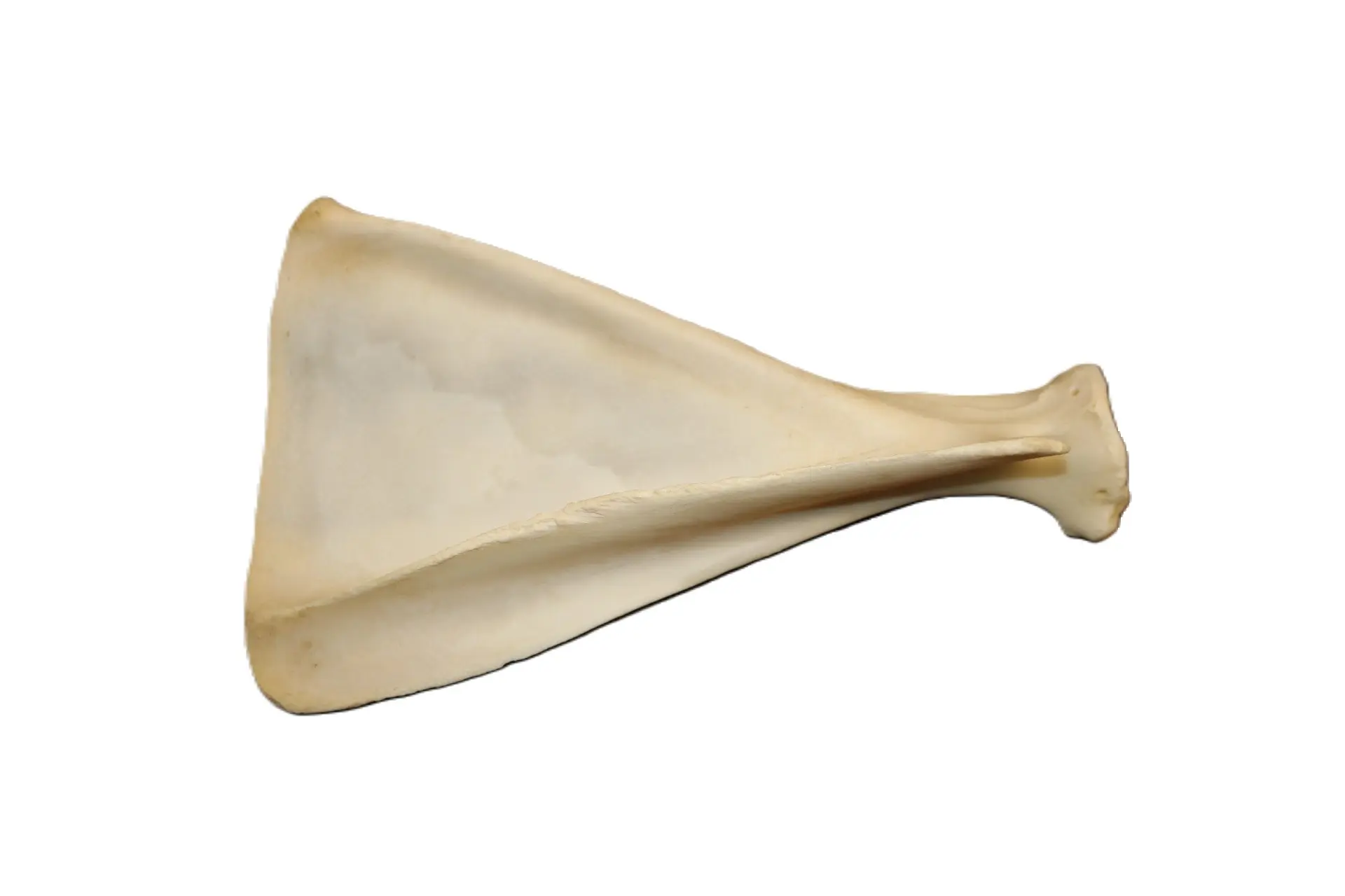Elk Shoulder Bone