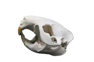 Beaver Skull