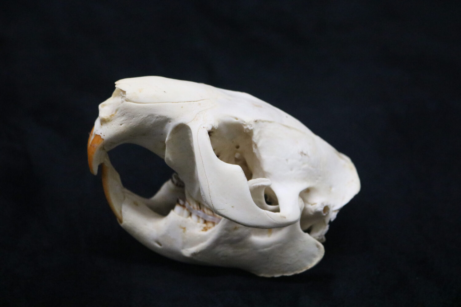 Beaver skull - Centralia Fur & Hide
