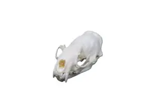 Mink Skull