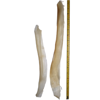 Deer and Elk Back Strap Sinew