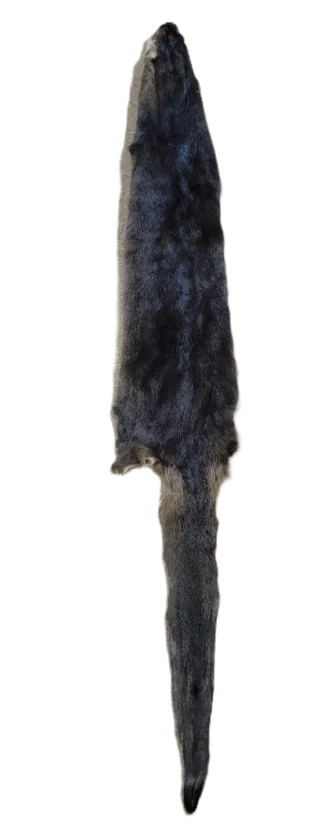 Otter Skin with Feet - 55"-60" Long