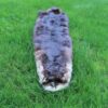 Large Otter Skin without Feet