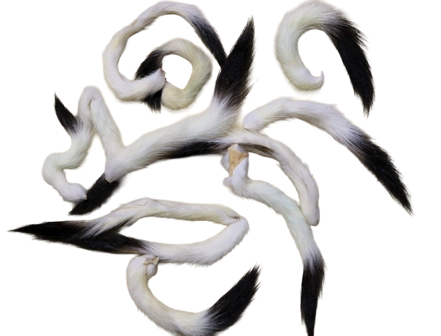 Ermine Tails