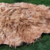 SCOTTISH HIGHLANDER