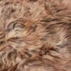 SCOTTISH HIGHLANDER - Image 2