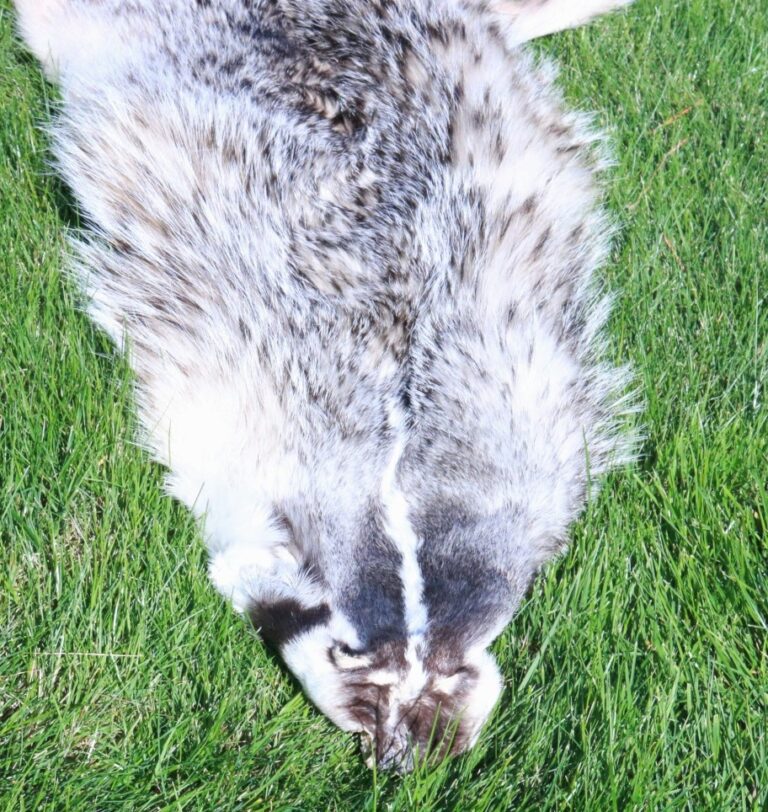 BADGER SKIN Centralia Fur & Hide