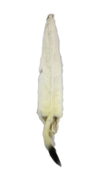 #2 Ermine