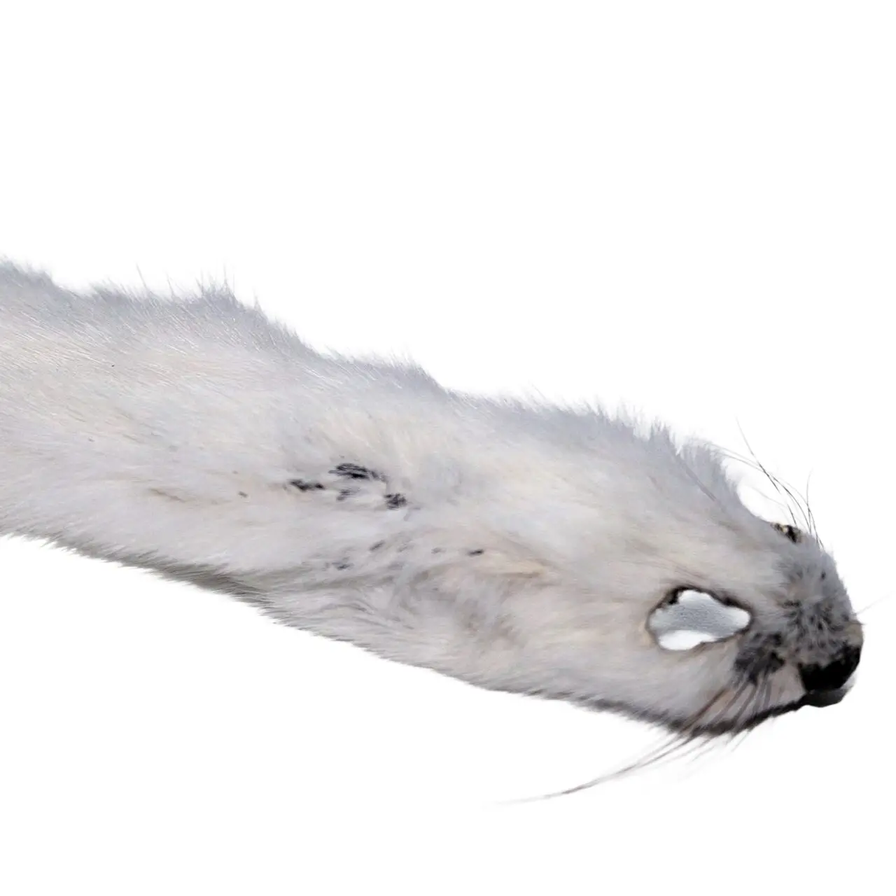 #2 Ermine - Image 3