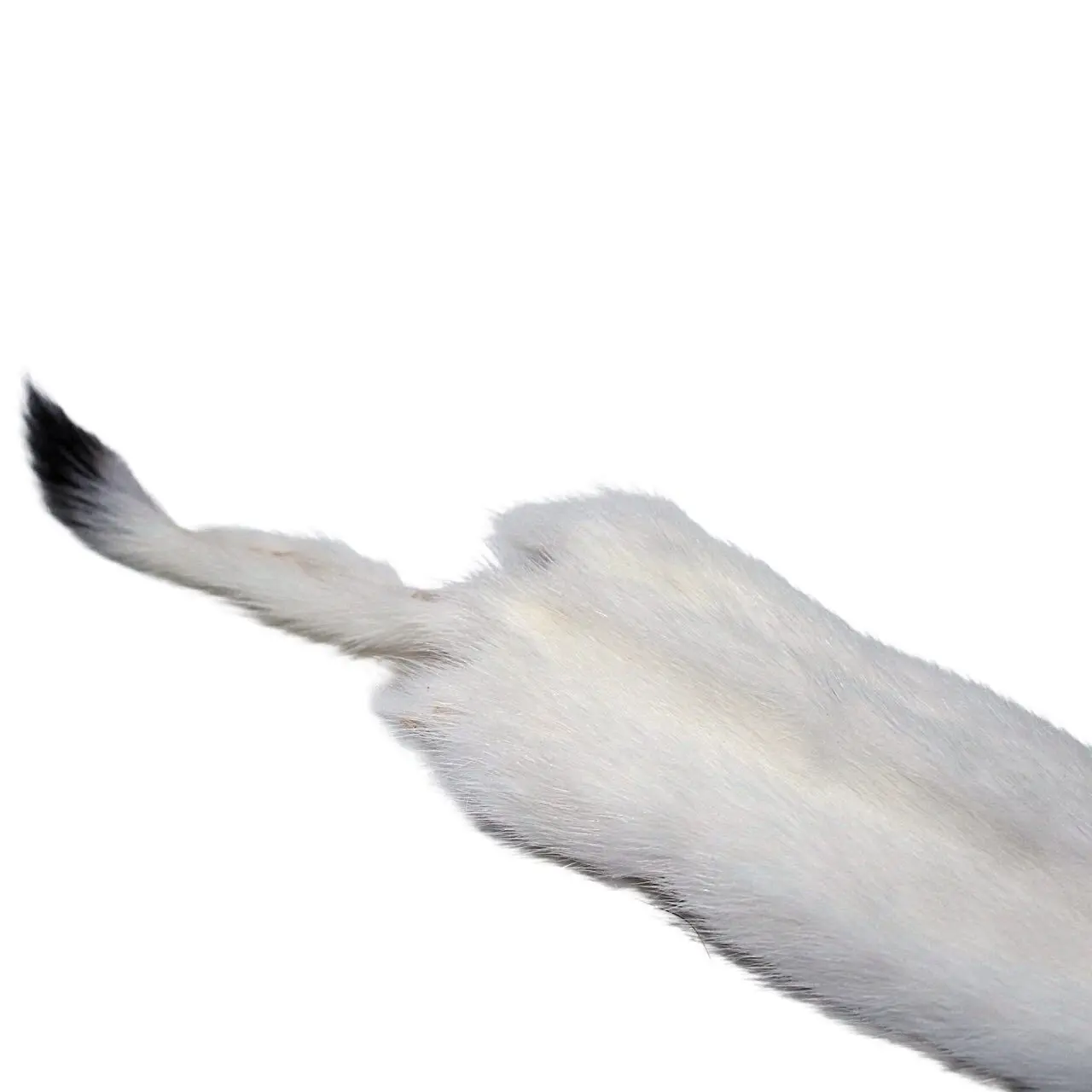 #2 Ermine - Image 4