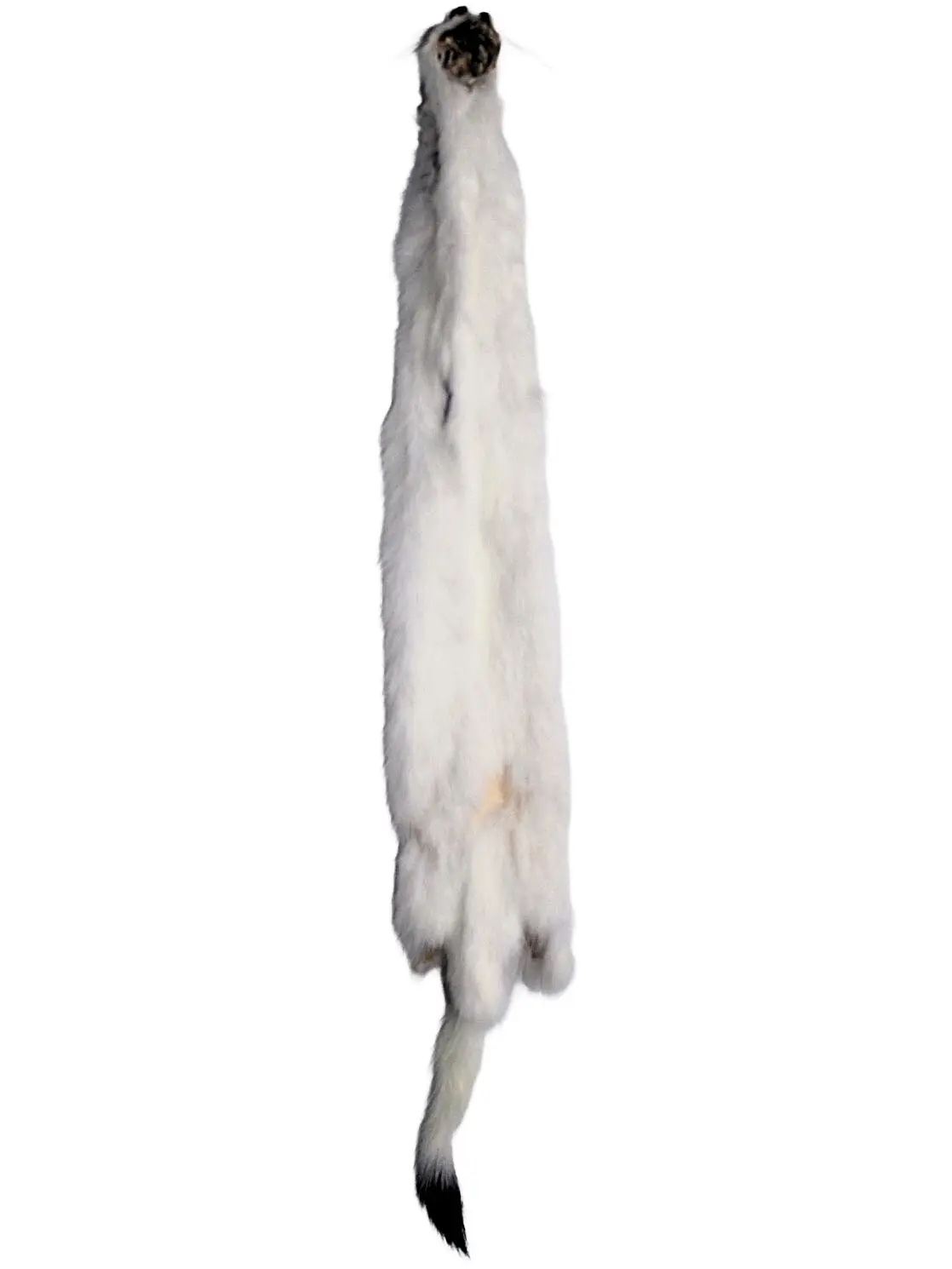 #2 Ermine - Image 2