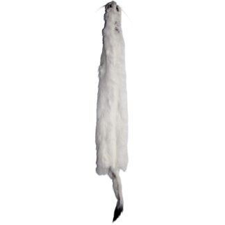 #2 Ermine