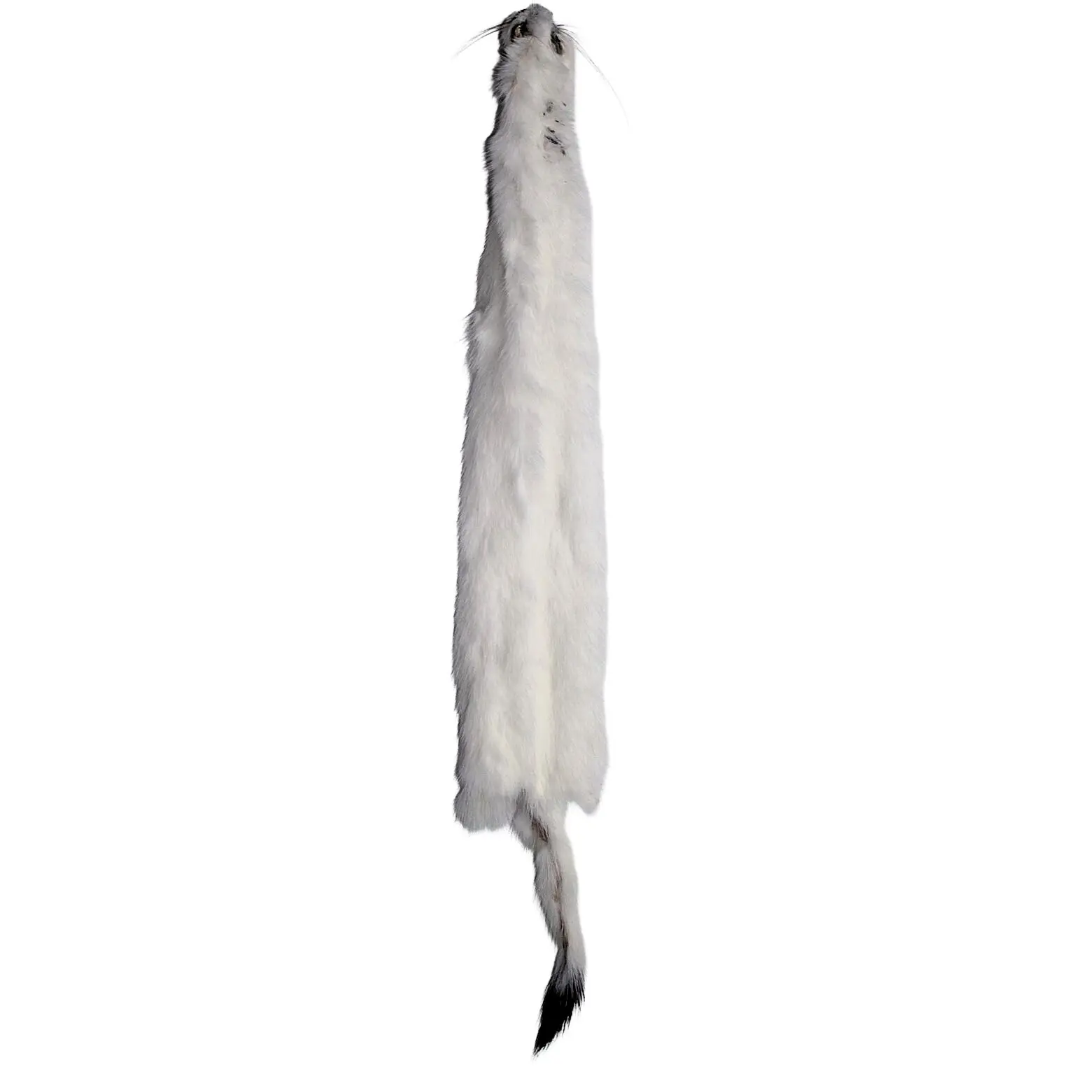 #2 Ermine