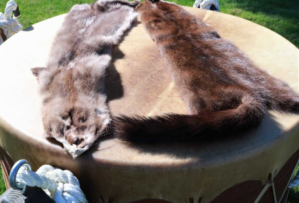 MINK SKIN TANNED XL Centralia Fur & Hide