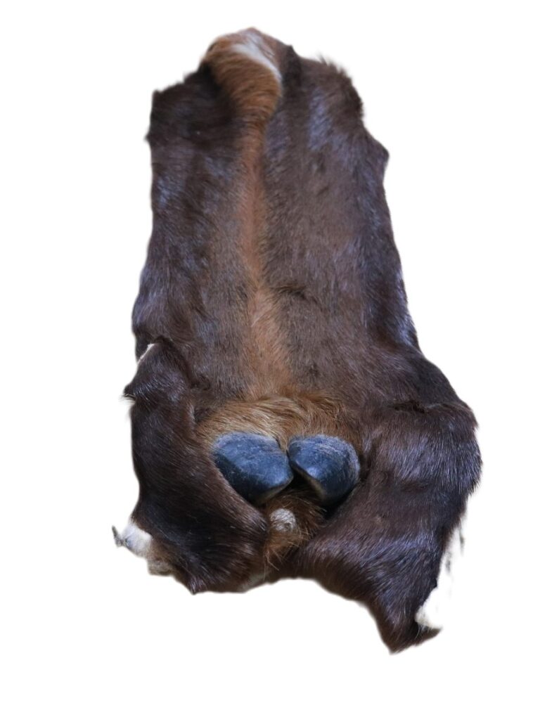 Tanned Elk Leg with Front Toes Centralia Fur & Hide