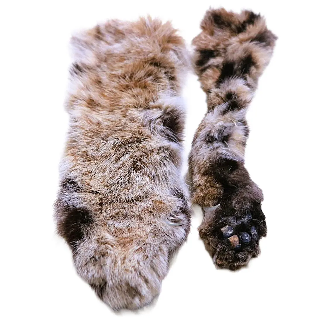 Bobcat Paws with Claws - Image 2