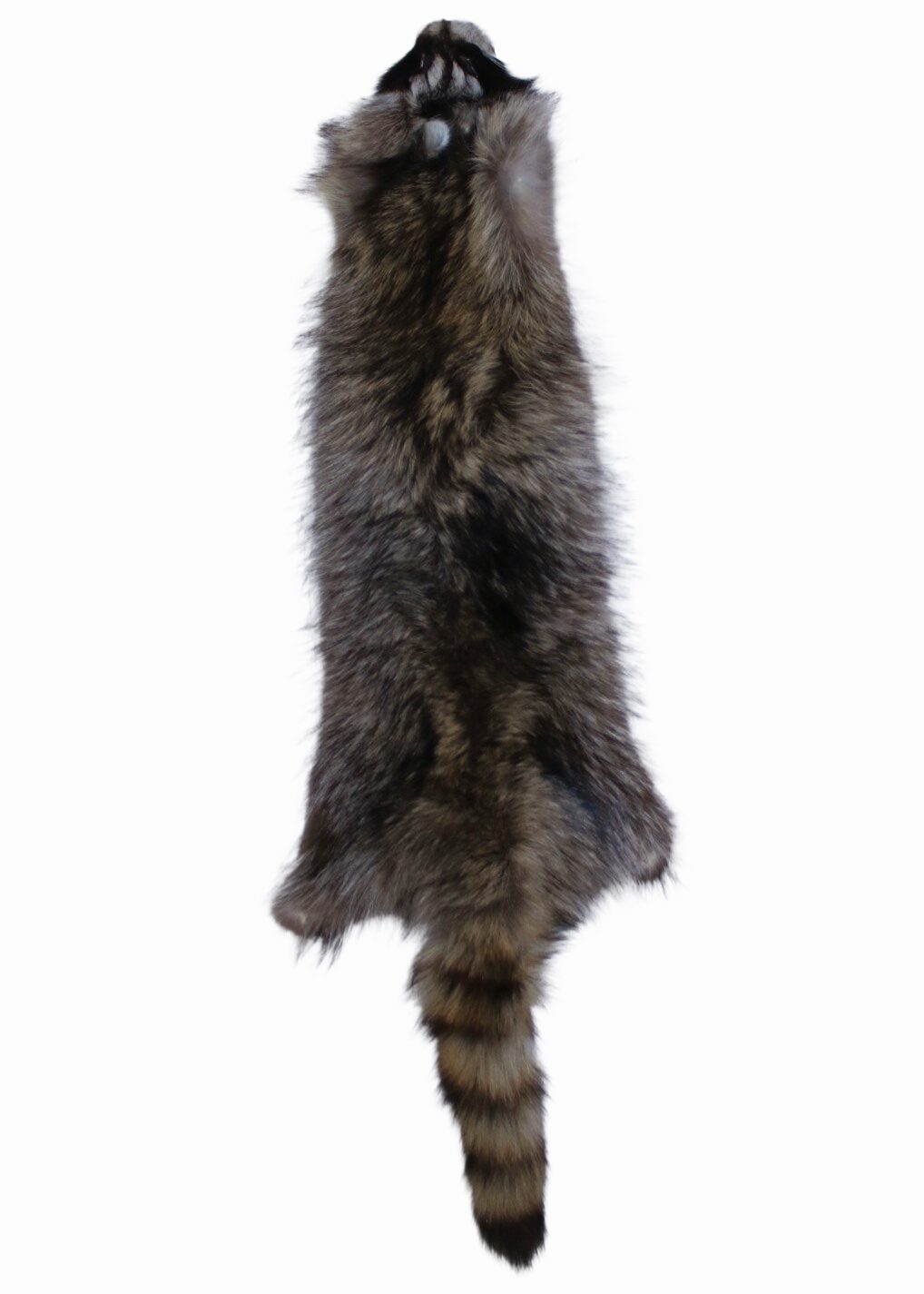 Raccoon #1