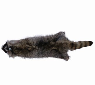 Raccoon #1