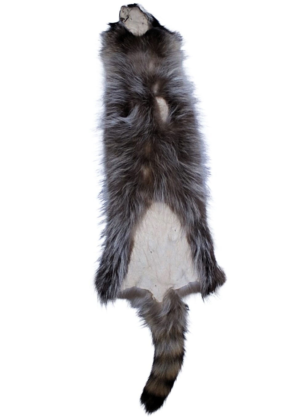 Raccoon #1 - Image 2