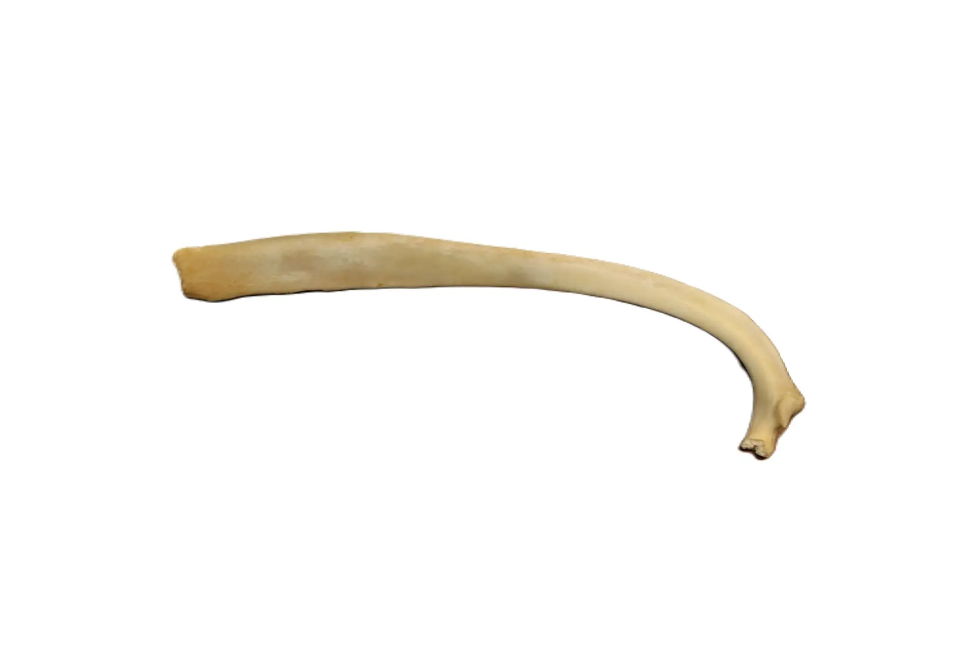Deer Rib Bone
