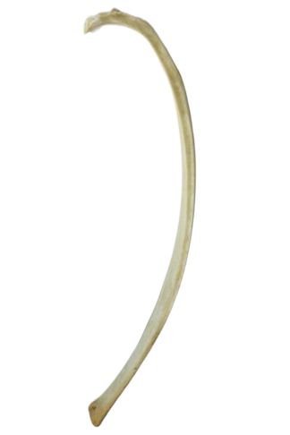 Elk Rib Bones