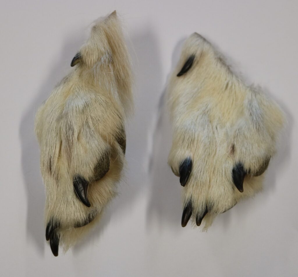 Wolf Paws with Claws (Sold in Pairs) Centralia Fur & Hide