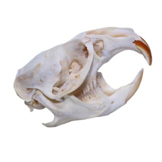 Muskrat Skull