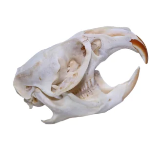 Muskrat Skull