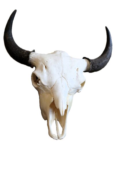 Buffalo Skull With Horn Caps - Image 2