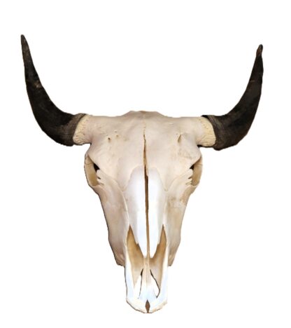Buffalo Skull With Horn Caps - Image 3