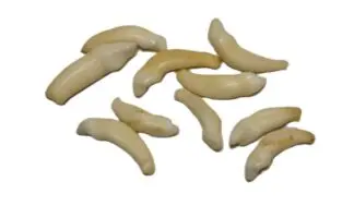Bobcat Teeth
