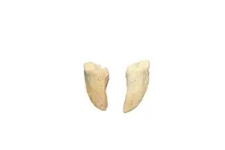Bison Toe Bones