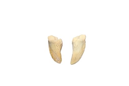 Bison Toe Bones