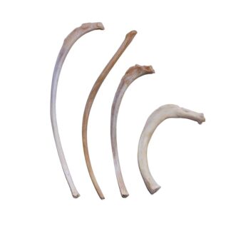 Bobcat Rib Bone
