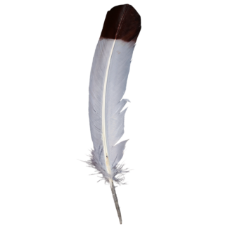 Dipped Turkey Feathers