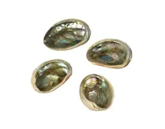 Abalone Shells 1"-2" - Farmed