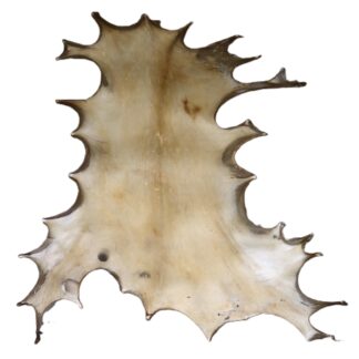 Deer Rawhide Natural - 2 Drum 14