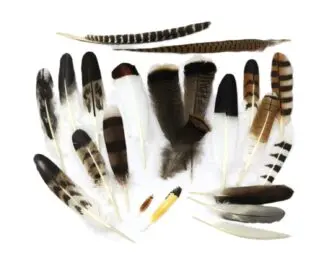 Feathers & Hackles