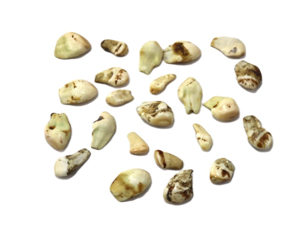 Elk Teeth Ivory Centralia Fur Hide