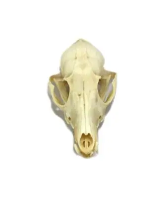 Skulls, Bones, Claws & Teeth