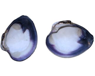 Quahog Shell - Farmed