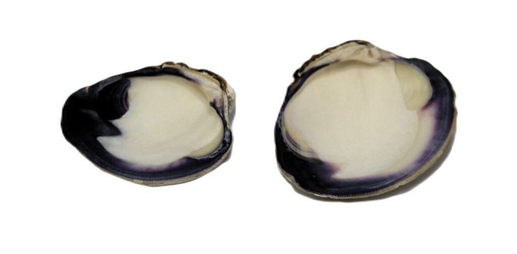 Quahog Shell - Farmed - Centralia Fur & Hide