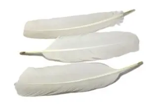 Round White Turkey Feathers